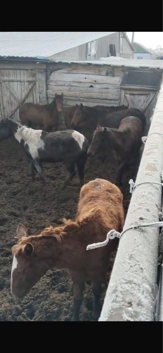 Тайчики лошади 35