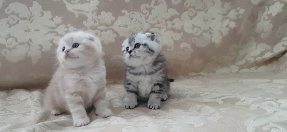 Чисто кровные котята