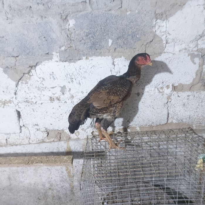 Корейц курочка 1год ноги квадрат