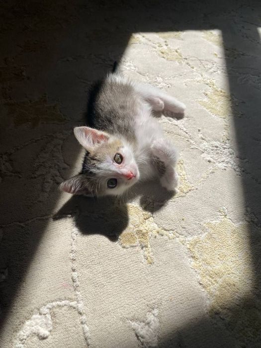 котёнок мальчик ..