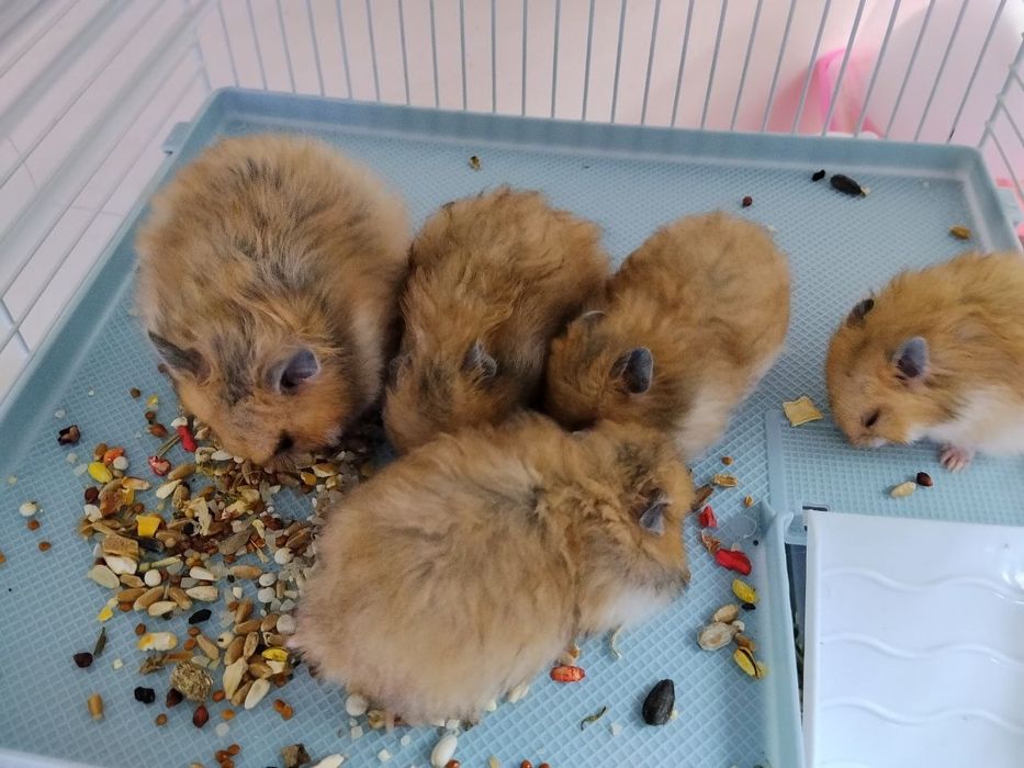 Сирийские хомяки