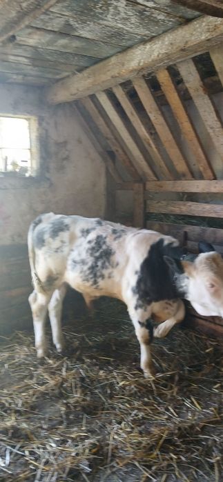 Vițel belgian de vânzare