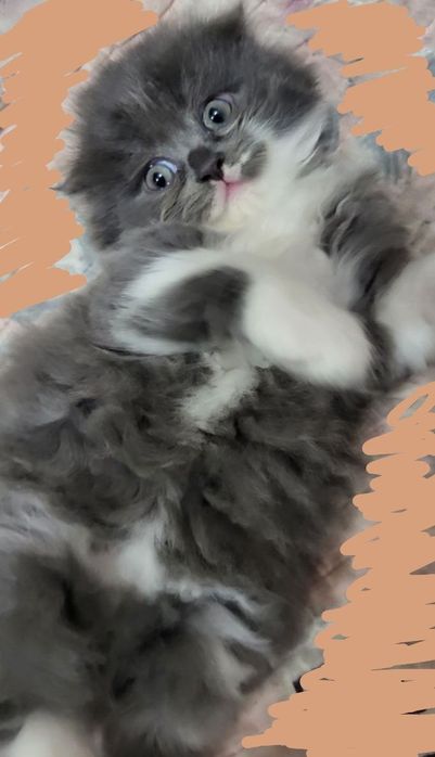 ПРОДАЮТСЯ  породистые  котята