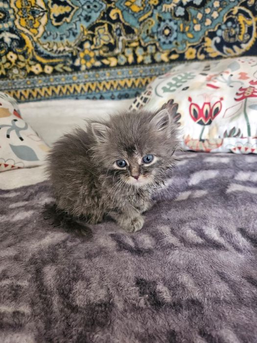 Котенок бесплатно