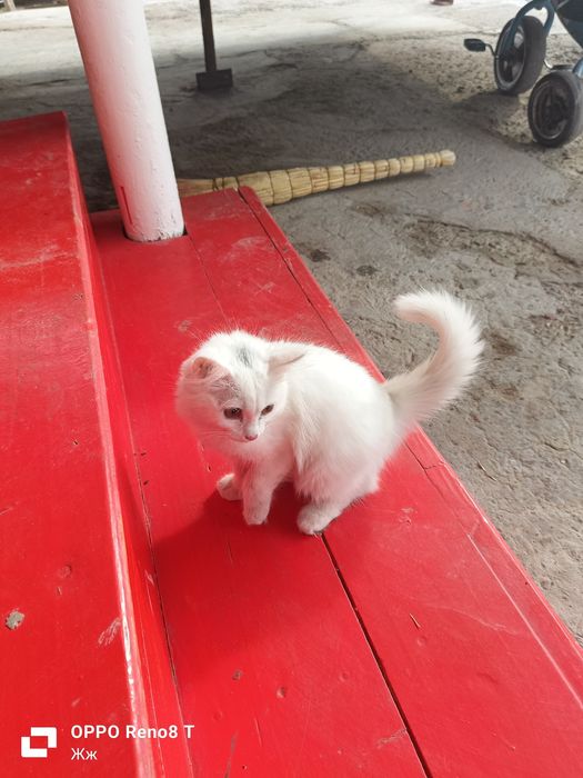 Әдемі, породный мысық