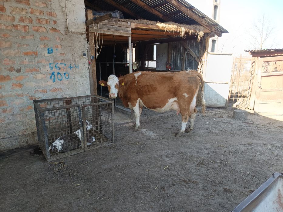 Vând vacă bălțată foarte cuminte