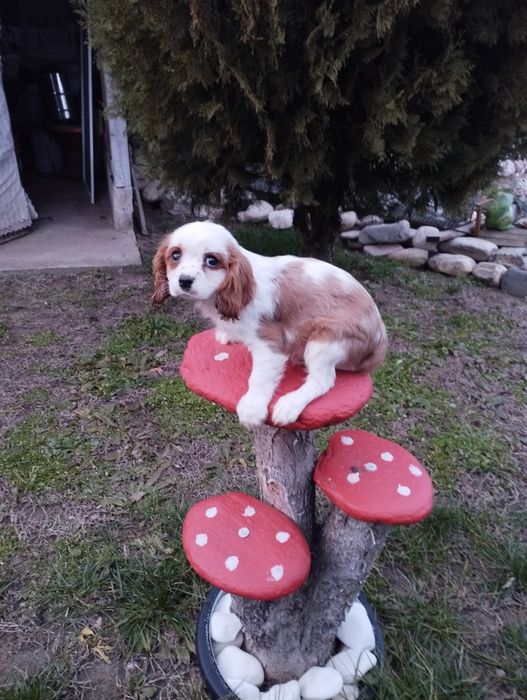 Кавалер Кинг Чарлз Шпаньол.