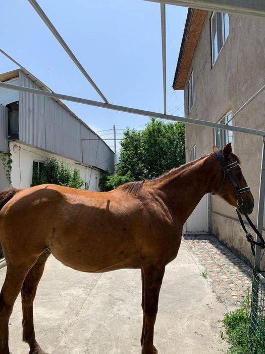 Жабағы Тай сатылады Тиманың баласы