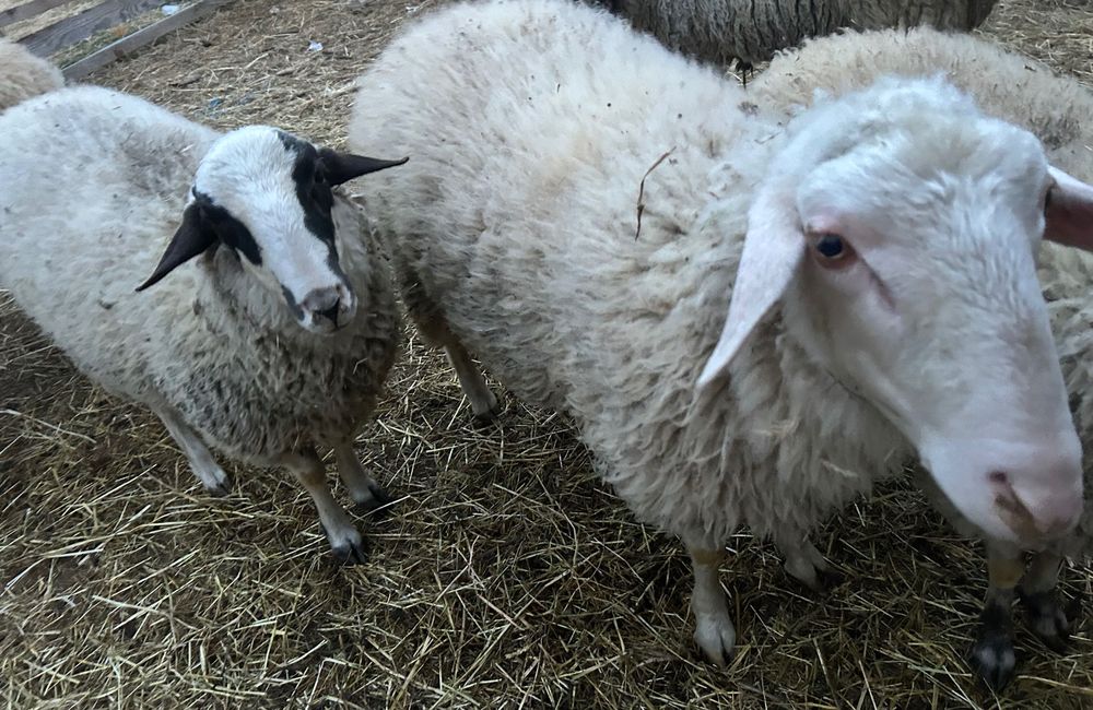 Коч на 1 година за тамазлък