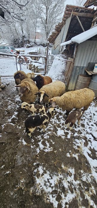 Продавам  Агнета  6-€ и офце 280-€ за бр  област ШУМЕН