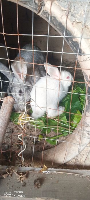 Quyonlar sotiladi ona bola erkak aralash 3 ta bolasi 1 ta onasi