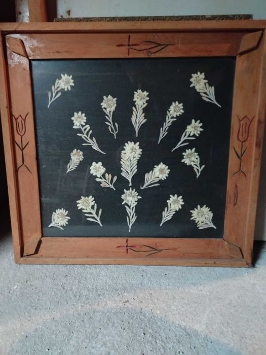 Еделвайс истински