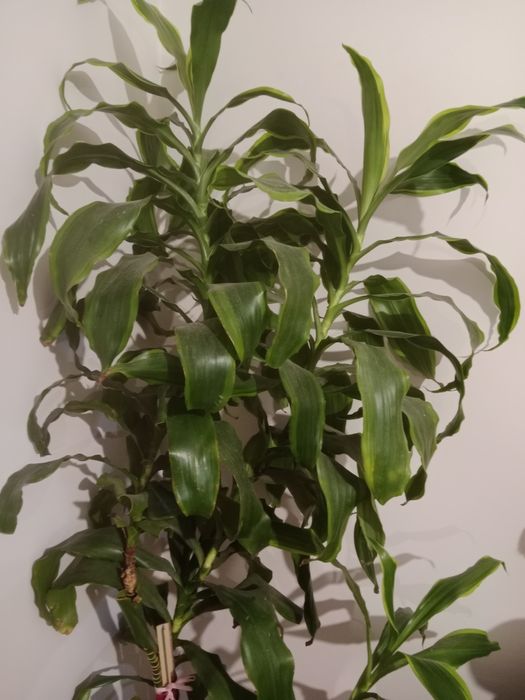 Светы  пальма метр 1,70