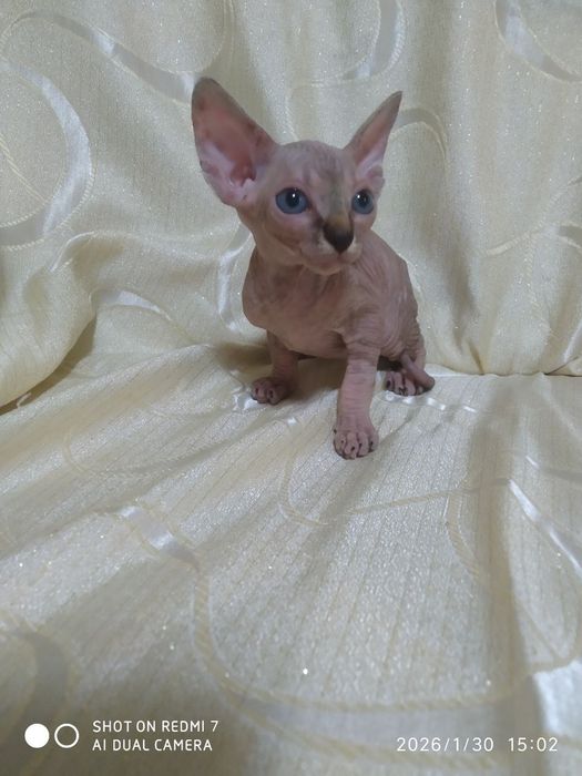 Продаются котята канадского сфинкса