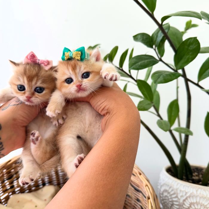 Котятa золoтыe шиншиллы для вас!