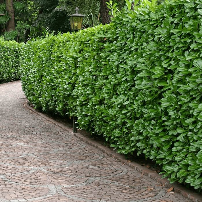 Laur Englezesc (Gard Viu )