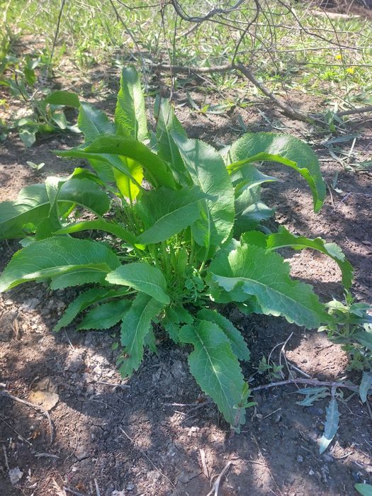 Листья хрена листья