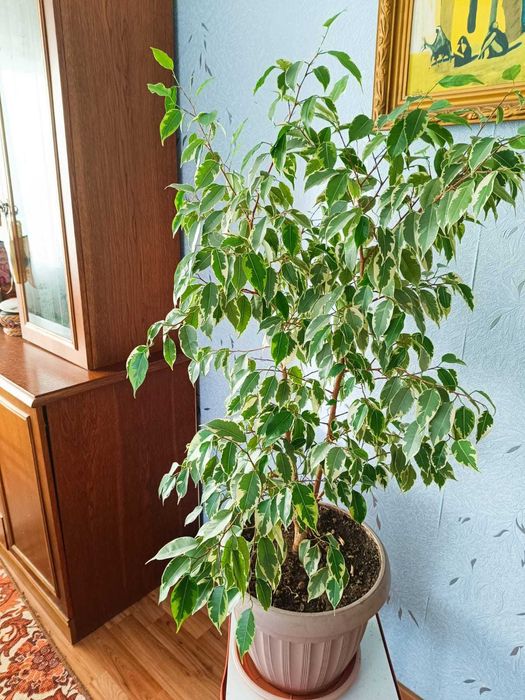 Фикус бенджамина