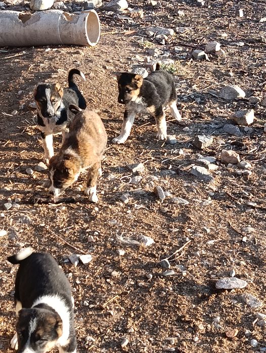 Еркек кушиктер сатылад