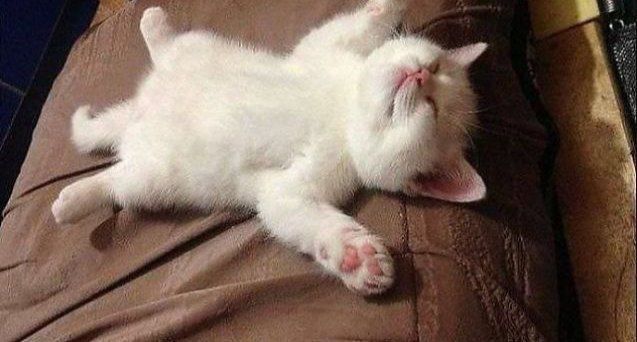 Scottish straight garanti