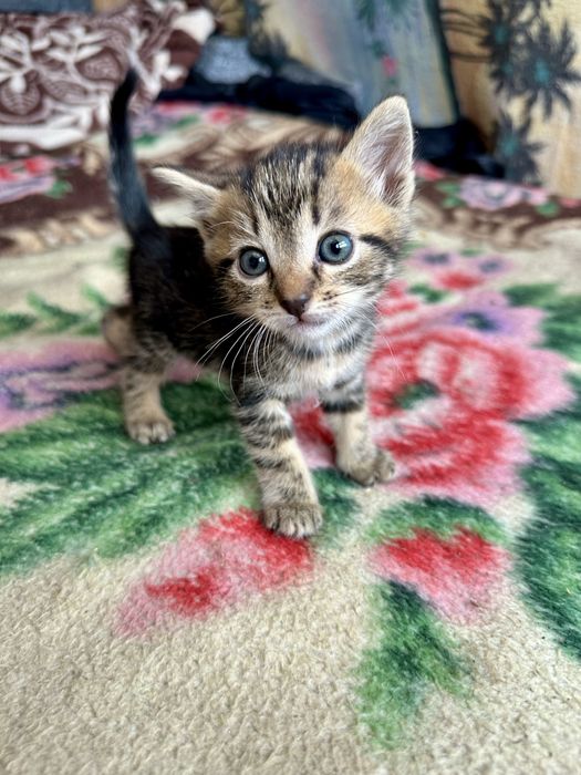 Pui de pisica catre adoptie