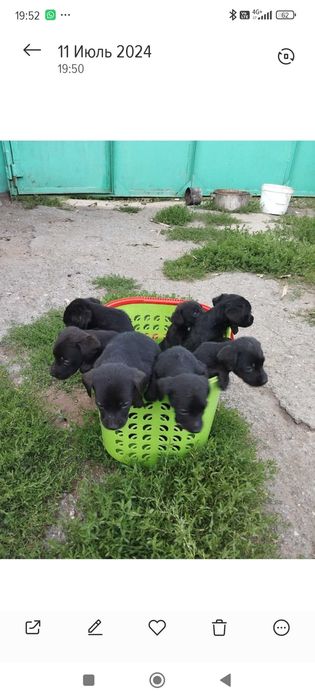 Щенки спаниэля в добрые руки .