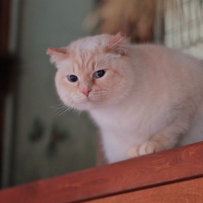 ПолупоРодистые коШечкИ