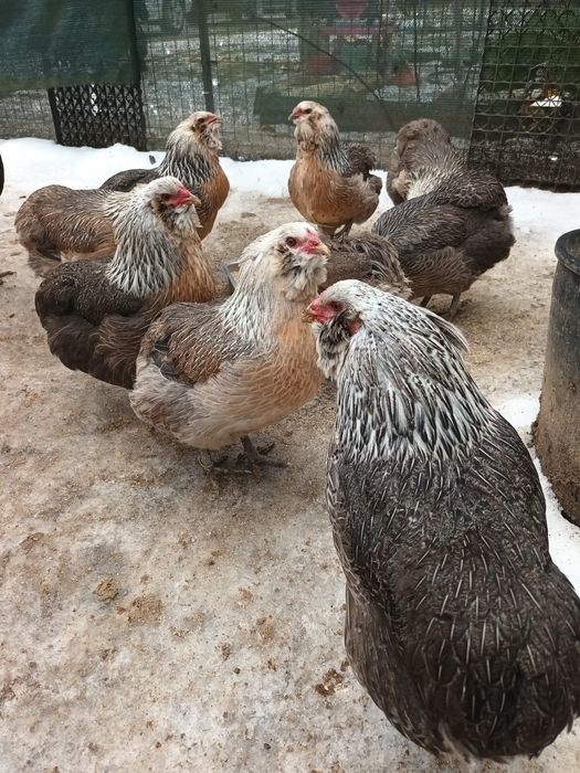 Araucana Silver,Araucana gât  auriu, Appenzeller Wiandotte GSG