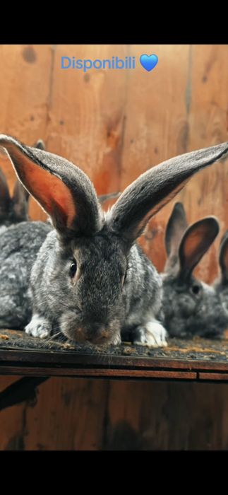 Disponibili Urias German Chinchila