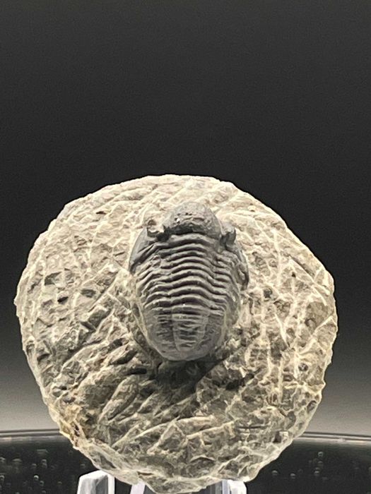 Фосилно съкровище: трилобит Gerastos (Proetid)