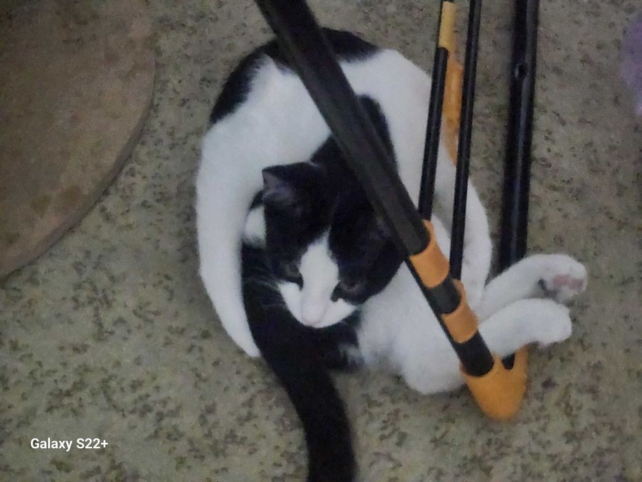 Хадяга мушук берамиз