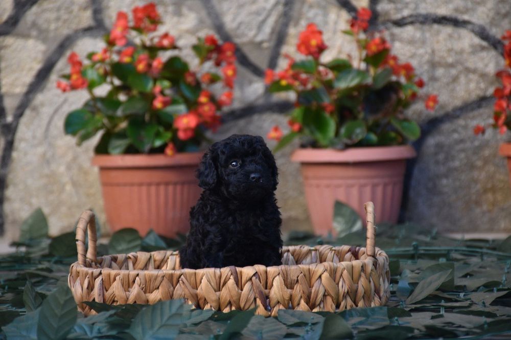 Той пудел (Toy poodle) Пудел Той (Poodle Toy)