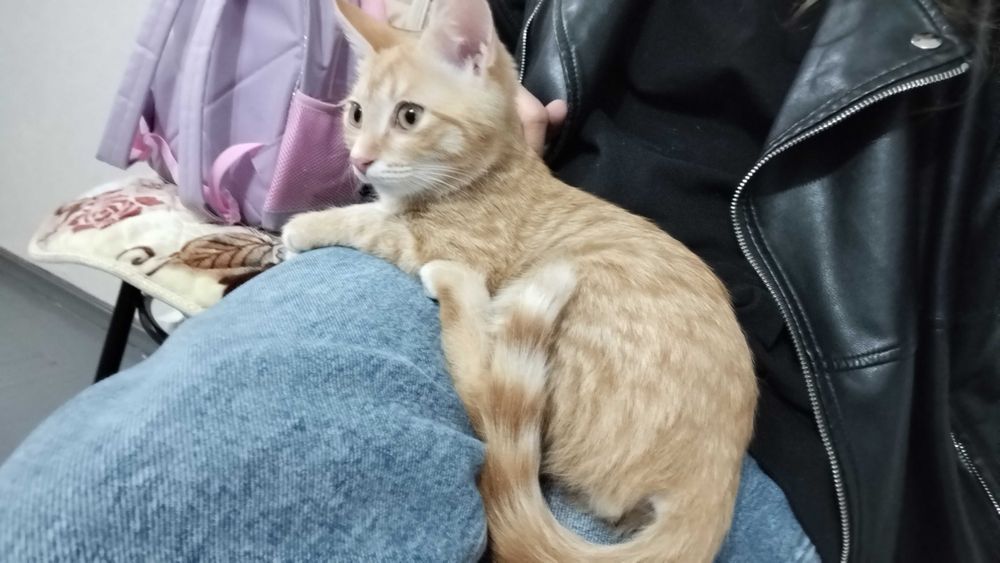Отдаем котёнка в хорошие руки!