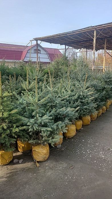 Смарагдта Местный и Самшиты оптом