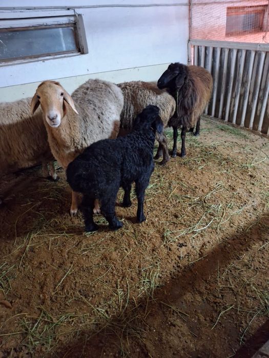 Қошқарлар сатылады