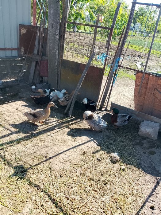 Vand rate macanitoare