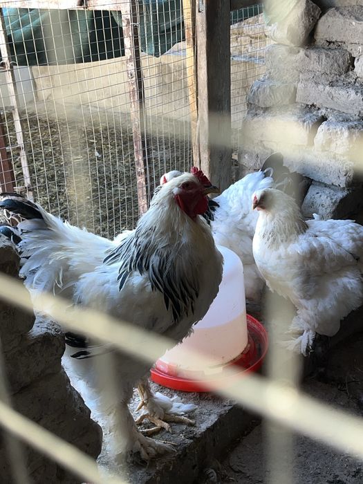 Birama tovuq xòrozlar sotiladi