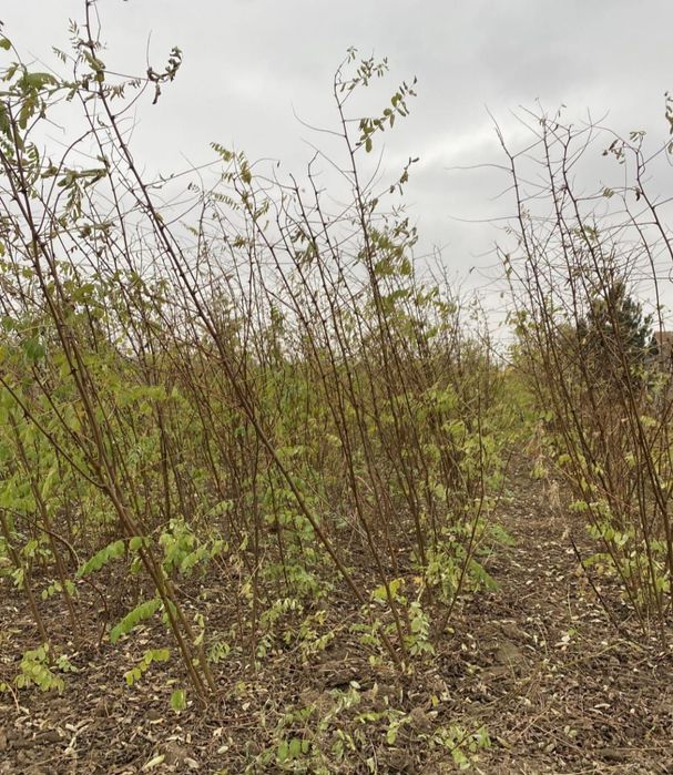 Vând puieți de plantare 40 bani