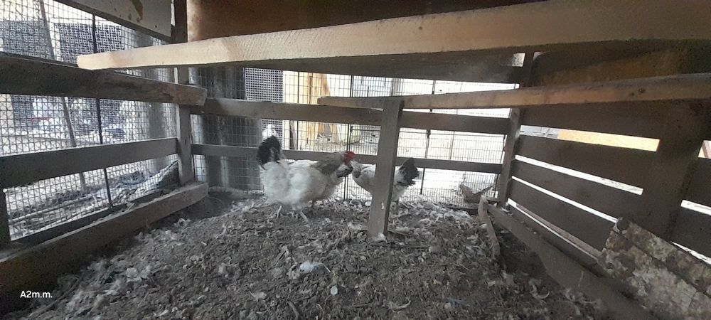 Срочно продам кур
