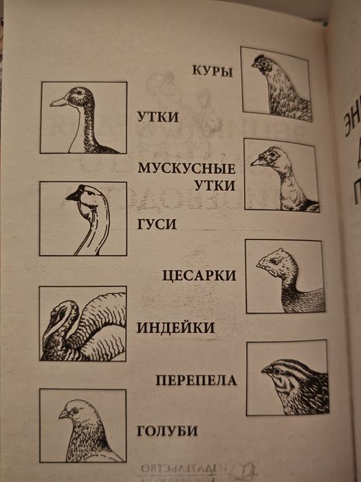 Енциклопедия Домашно Птицевъдство Отглеждане на птици