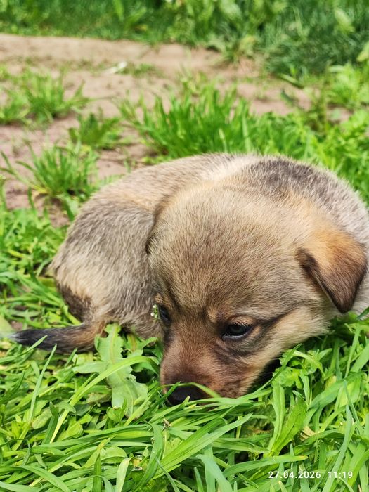 Корги тұқымдас күшік