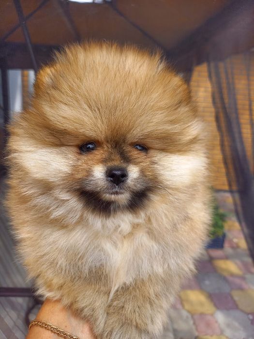 Продам щенков шпица.