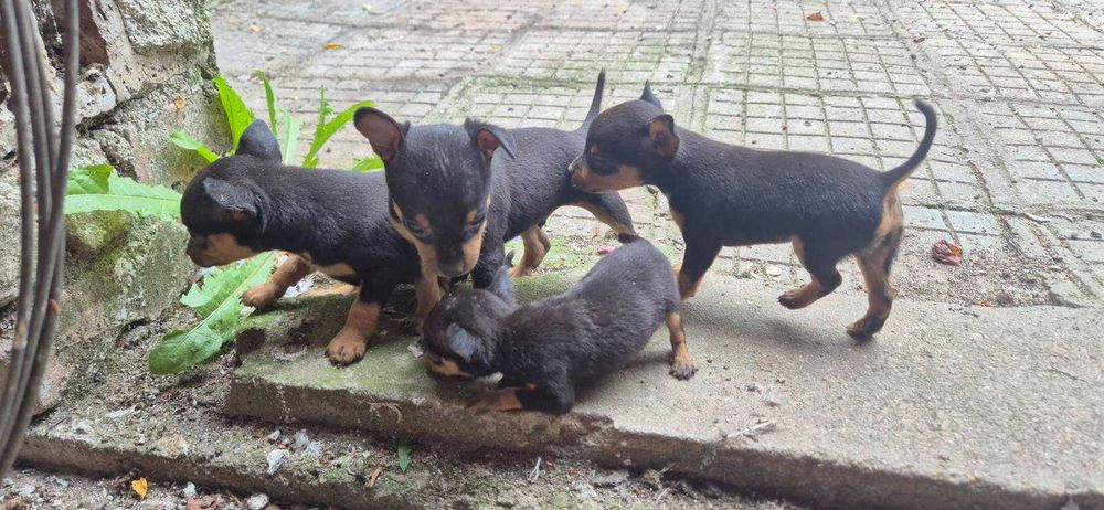 Чистокръвни пинчери