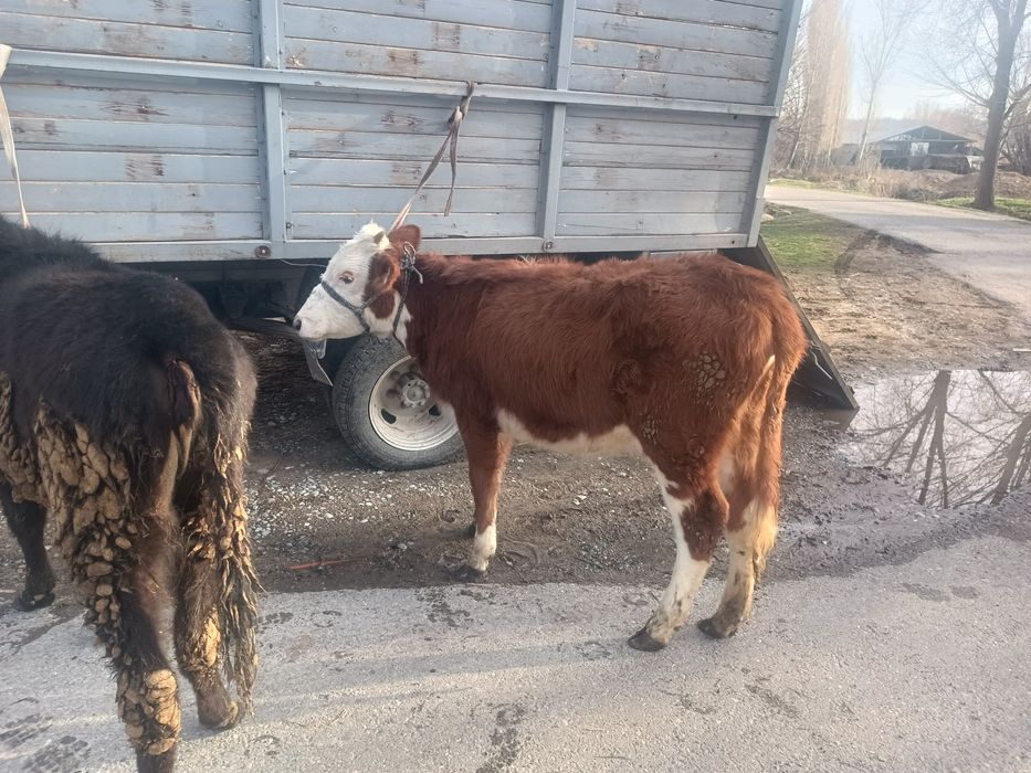 Продается тёлки привозные