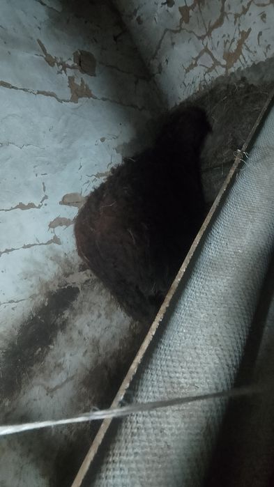 Продаётся Бараны