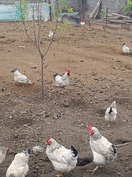 Адлер тауык кораздар