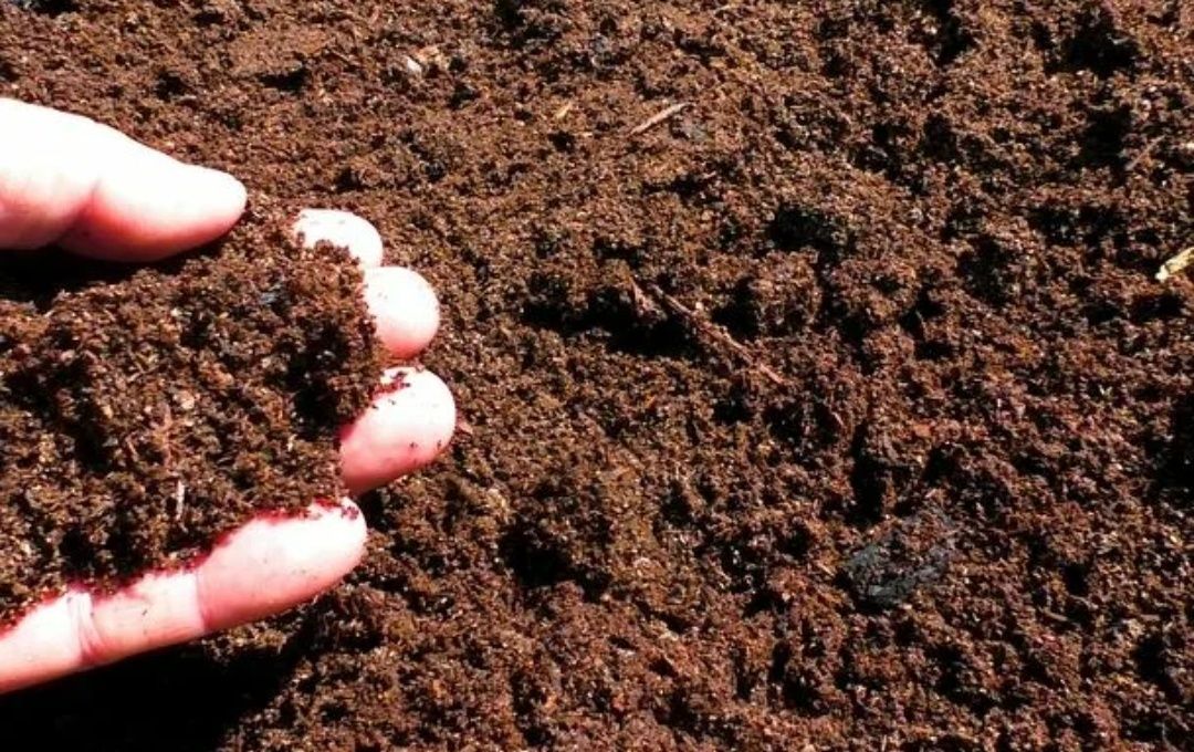 Плодородный грунт как выглядит фото Плодородный грунт как выглядит фото