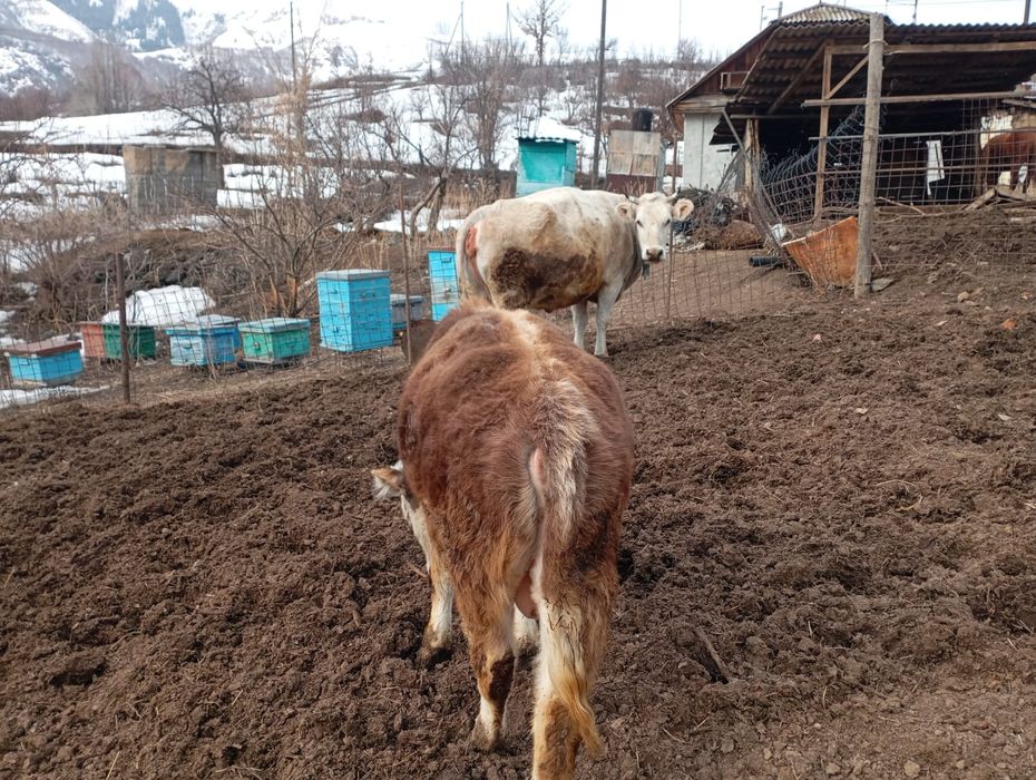 Бычок 8 месяцев справный