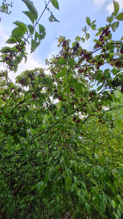 Продава се Къща в София, Център - 70 кв.м за 900 €/кв.м - Снимка #11