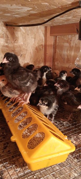 Амрокс шожелер бар